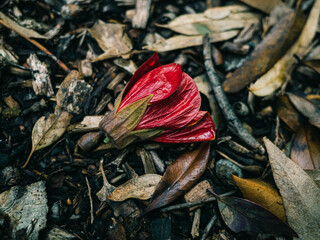 Fallen red flower