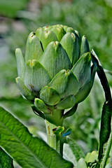 Side view of well formed artichoke 