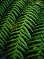 fern leaf background