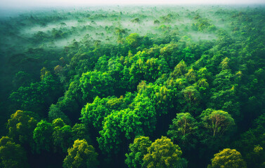 Aerial view of misty forest in the morning. Beautiful nature landscape. Generative AI.