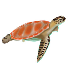 turtle