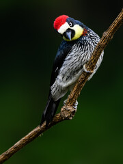 Acorn Woodpecker on branch against green background, closeup portrait