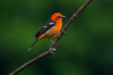 Male Flame-colored Tanager on  branch against green background, portrait - obrazy, fototapety, plakaty