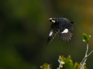Acorn Woodpecker in flight against green background