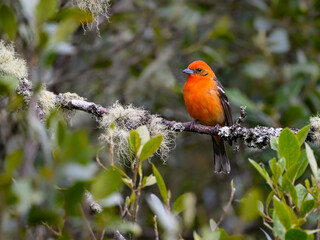 flame-colored tanager, piranga bidentata, orange, tanager, eye contact, open perch, eye, perch, nature, bird, feet, wildlife, red, bill, beak, songbird, limb, passerine, costa rica, central america