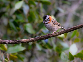 Rufous-collared Sparrow against tree foliage