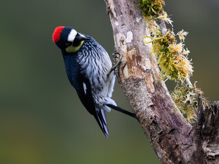 Acorn Woodpecker on mossy dead tree trunk against green background