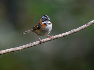 Rufous-collared Sparrow on green background
