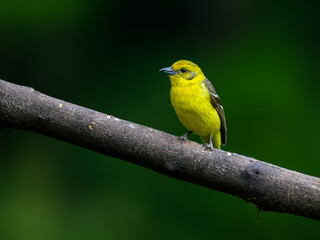 Female Flame-colored Tanager on  branch against green background, portrait