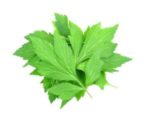 Artemisia lactiflora,green leaves transparent png