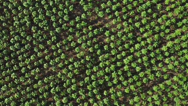 Top down aerial farmland agricultural field plantation, zoom out spin rotation drone shot. Agriculture industry, sunflowers growing in rows. Plants in lines texture, farm landscape from above