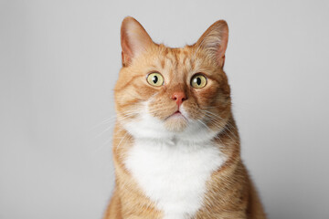 Fototapeta na wymiar Cute ginger cat on light grey background. Adorable pet