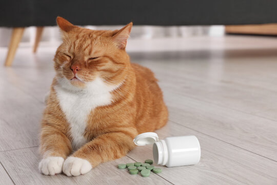 Cute ginger cat and vitamin pills indoors. Space for text