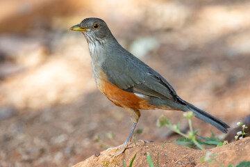 Picture of a beautiful Rufous-bellied Thrush in the feeder! (Turdus rufiventris ) know as "sabiá laranjeira"