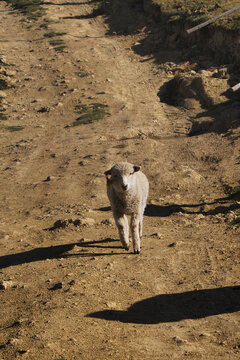 Sheep on a dirt road
