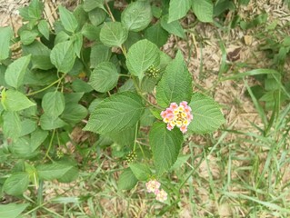 Lantana Camera Flower Stock Photo 