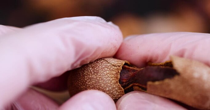 break the peel and open the fresh tamarind fruit while cooking, close-up of tamarind in the kitchen
