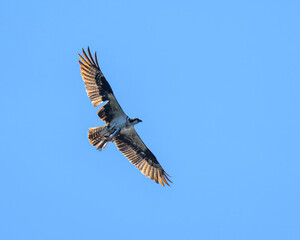 Photograph of a Osprey in flight with a fish.