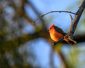 Photograph of a Vermillion Flycatcher.