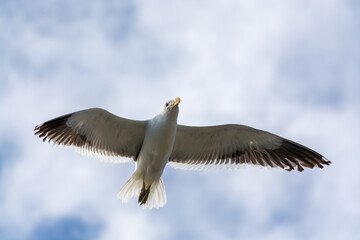 Gaviota Dominicana (Larus dominicanus) en pleno vuelo