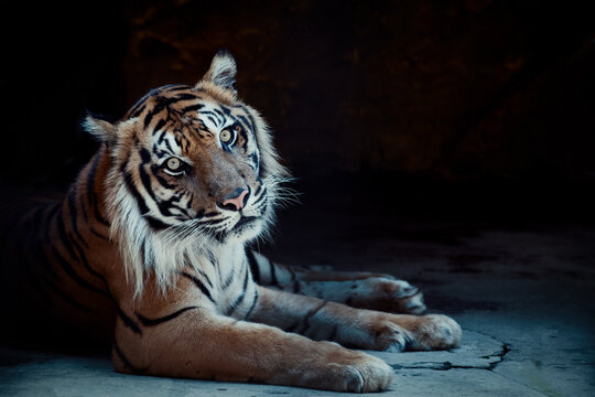 Rare Sumatran Tiger: Captivating Wildlife Photography