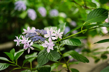 ピンクのがくあじさい