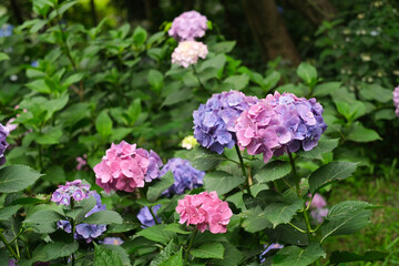 咲き乱れる紫とピンクの紫陽花