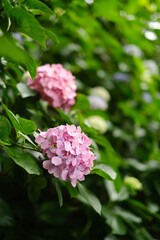 2つのピンクのあじさい