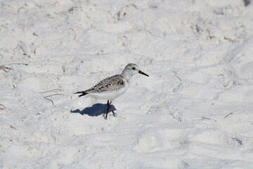 bird on the beach