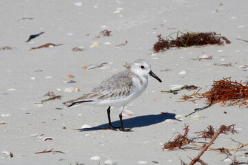 sanderling on the beach