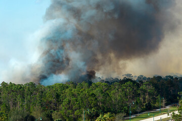 Aerial view of large wildfire burning severely in Florida jungle woods. Hot flames with dense smoke...