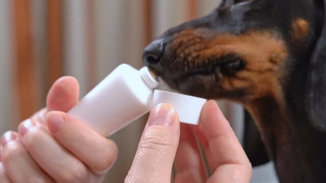 Dachshund tries special toothpaste for brushing teeth with owner at home. Person wants to teach domestic dog to brush teeth to take care of hygiene