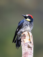 Acorn Woodpecker on top of the dead tree trunk against green background