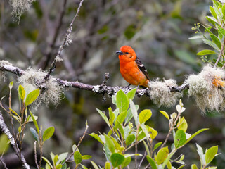 Male Flame-colored Tanager on mossy dead tree branch against green background