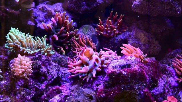 Timelapse, coral reef and fish swimming in ocean, nature and marine life of animals in the sea, water or underwater environment. Florida wildlife and natural or tropical ecosystem with diversity