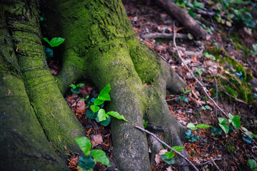 Huge roots of the European beech tree covered with tender spring moss and young shoots of young...