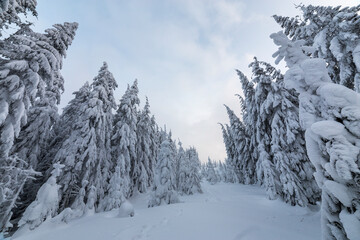 Beautiful winter mountain landscape. Tall spruce trees covered with snow in winter forest and cloudy sky background.