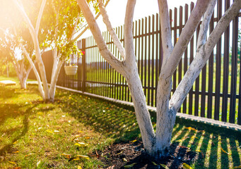 Whitewashed bark of fruit trees growing in sunny orchard garden on blurred green copy space...