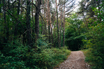 pilgrim trail through the forest to santiago, spain
