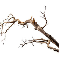 Nature's Delicate Decay: Dead Branch on Pure White Background