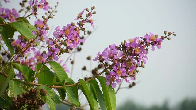 Queen's Flower, Jarul, Giant Crape-myrtle, Queen's Crape-myrtle, Banabá Plant, Pride of India, Lagerstroemia speciosa