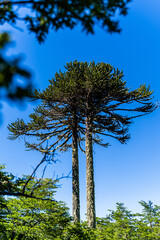 Araucaria Tree at Conguillio National Park