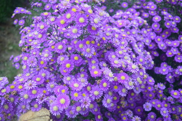 Fresh violet Margaret flowers in the garden