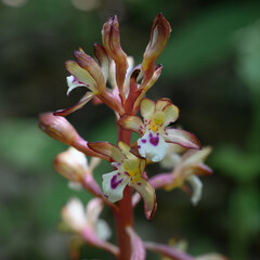 Macro capture of the wild orchid, Spotted Coralroot, or Corallorhiza maculate. This detailed photo shows the delicate textures and colors of the unusual wildflower. 