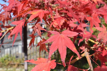 Japan , Osaka November 11,2018 red leaves in japan Osaka Castle