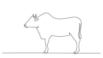Continuous line art or One Line drawing of a standing cow for vector illustration, farm animal modern continuous line drawing graphic design