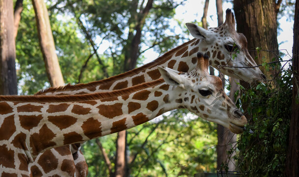 A very long and patterned giraffe's neck in the forest.