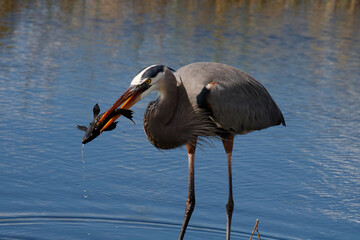 great blue heron