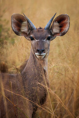 Juvenile Kudu keeping alert for predators.