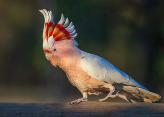 The endangered Major Mitchell Cockatoo captured in Australia